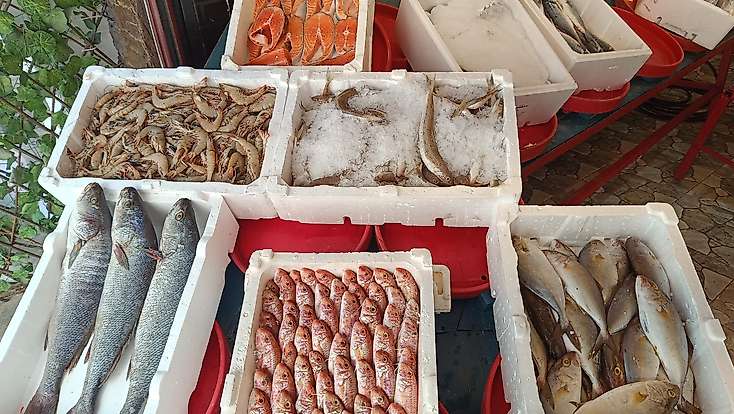 Siirt’te Balık Fiyatları Belli Oldu: Kış Yaklaşırken Talep Artıyor