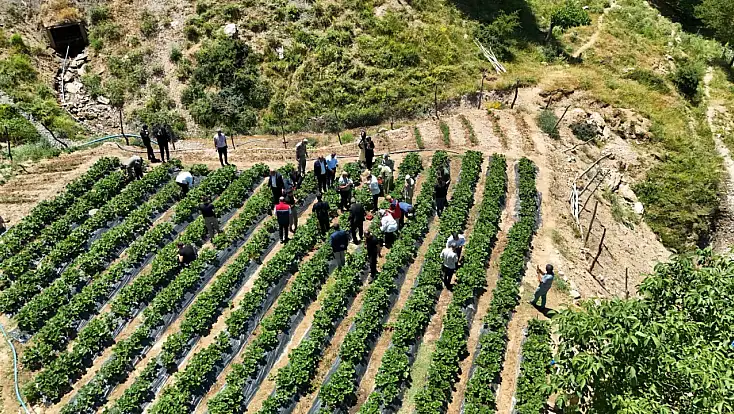 Siirt'te Çilek Hasadı Başladı