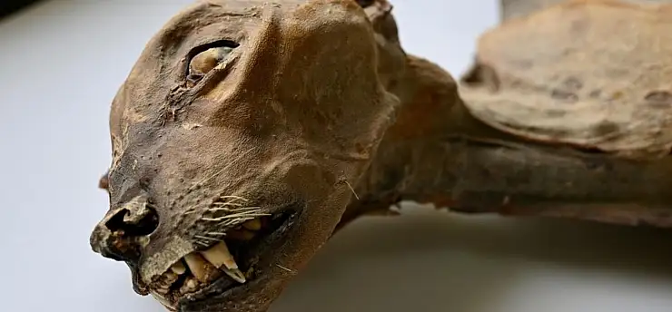 Arar'da 7 Çita Mumyası ve 54 Kemik Bulundu: Bilim İnsanları Genetik Analiz Yapıyor