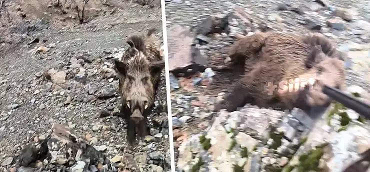 Siirt'te av sırasında dehşet anları: Yaban domuzunu son anda vurdu