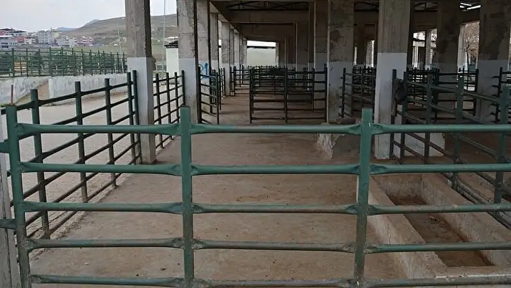 8 İlde Hayvan Pazarları Açılıyor, Siirt'te Durum Merak Ediliyor