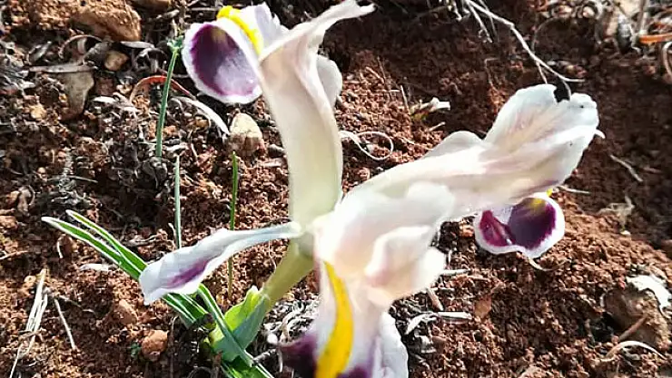 Baharın müjdecisi Çiğdem görüntülendi