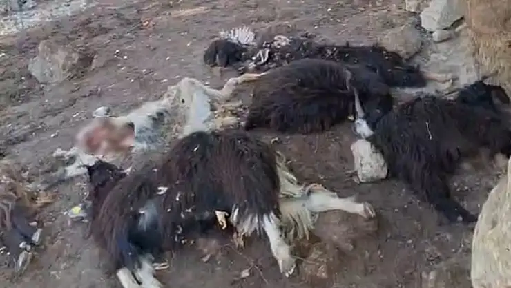 Batman'da kurt saldırısında 10 keçi telef oldu, 10'nu da yaralandı