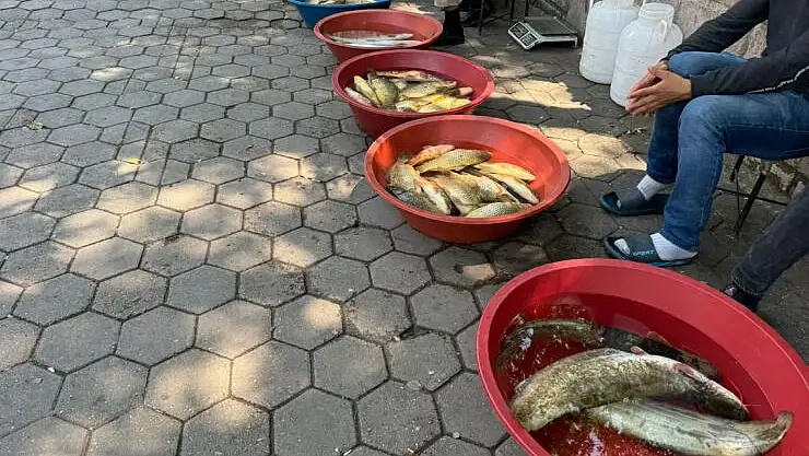 Botan Balığı Piyasada