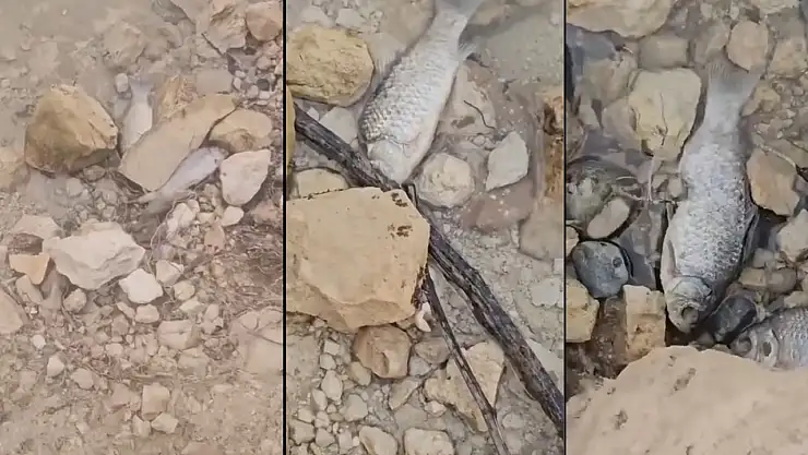 Botan Vadisi Milli Parkı'nda Toplu Balık Ölümleri Endişelendirdi