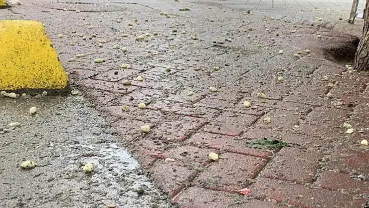 Caddelerdeki Dut Ağaçları Çevre Kirliliğine Yol Açıyor