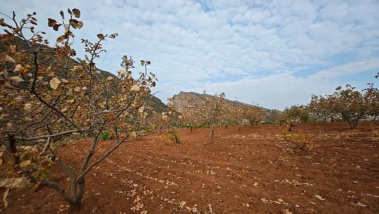 ÇKS Başvuruları Başladı: Çiftçilere Yeni Düzenlemeler Getirildi