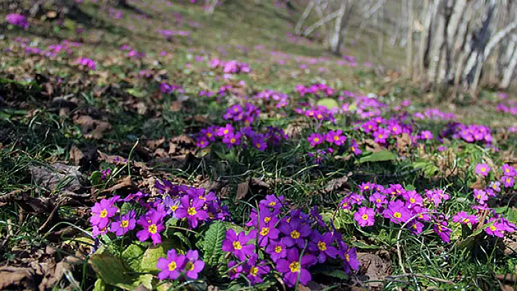 Fındık bahçelerinde baharın müjdecisi menekşeler açmaya başladı