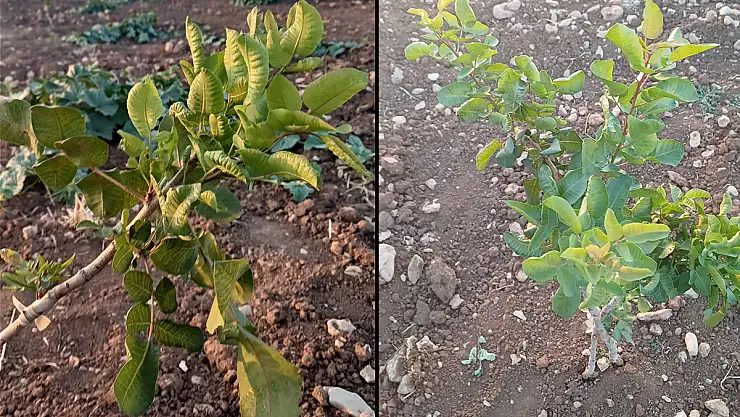 Fıstık Üreticileri Dikkat!