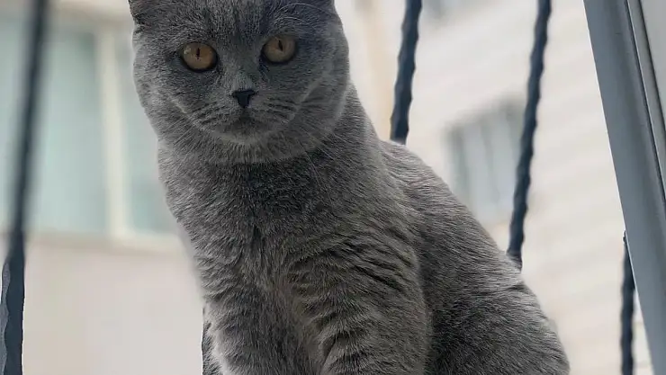 Kayıp Kedi Aranıyor!