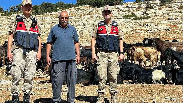 Kaybolan 100 küçükbaş hayvan bulundu