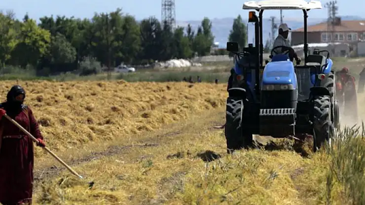 Kırmızı Mercimekte Hasat Başladı