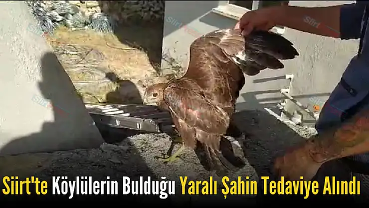 Köylülerin Bulduğu Yaralı Şahin Tedavi Altına Alındı