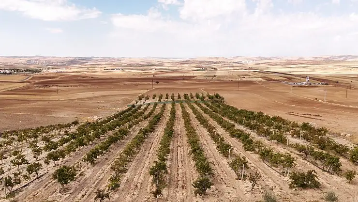 Siirt bunu da kaptırsın! Mardin'in beyaz toprakla mayalanan üzüm pekmezi coğrafi işaret yolunda