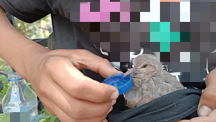 Önce Besledi Sonra Doğaya Saldı