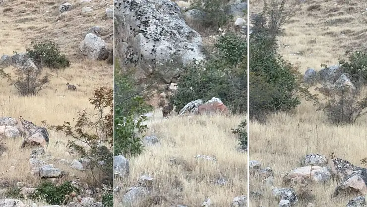 Siirt Botan Vadisi Milli Parkı'nda Ender Görülen 2 Çakal Görüntülendi
