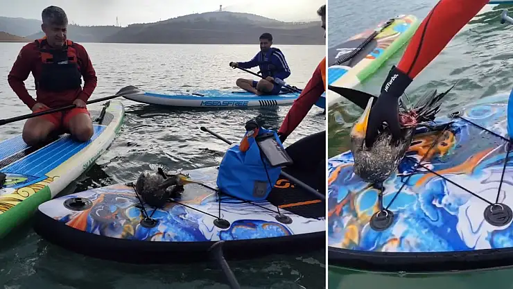 Siirt Botan Vadisi'nde Tüfekle Vurulmuş Yaralı Karabatak Kurtarılamadı! Siirt Doğa Turizmi Kimin Umurunda!