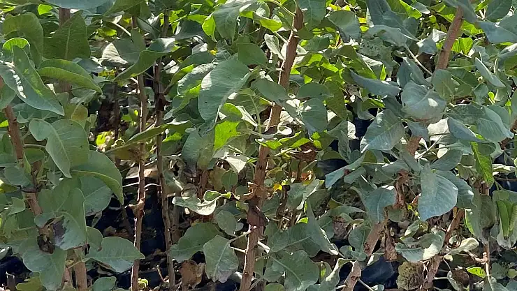 Siirt Fıstığı Fidanı Ne Zaman Dikilir, Nasıl Yetiştirilir?