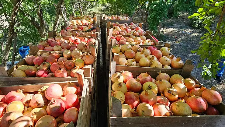 Siirt'in Pervari İlçesinde Nar Hasadı Başladı