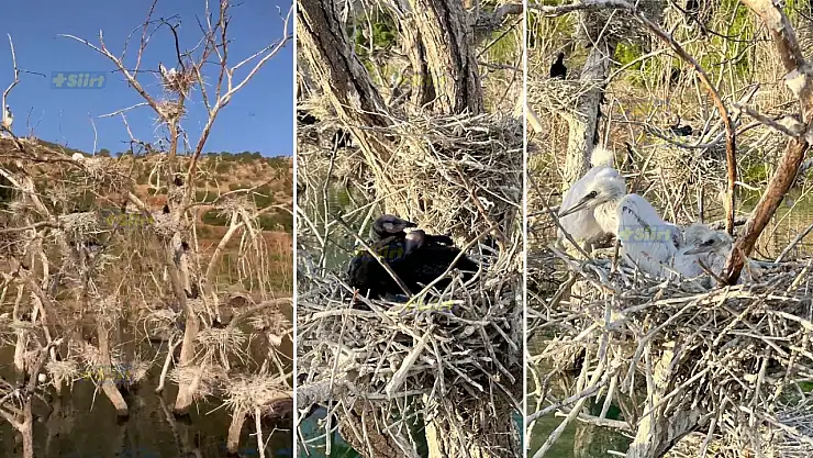 Siirt'in Saklı Cenneti: Botan Vadisi'nde Kuşların Dünyası