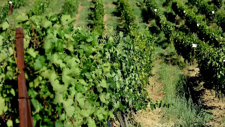 Siirt'in Üzüm Hazineleri: Türkiye'nin 60 Yıllık Asma Gen Bankası'nda Siirt'e Ait Özel Türler Koruma Altında