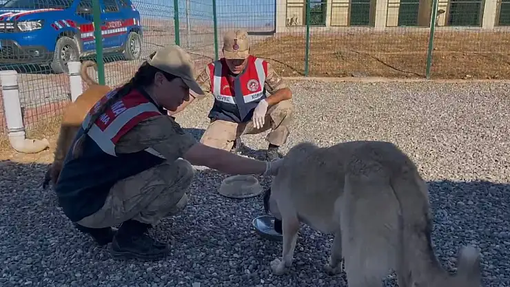 Siirt Jandarma'sından Çevre Dostu Denetim ve Bilinçlendirme Faaliyetleri