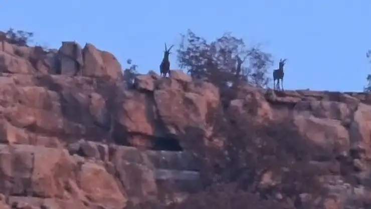 Siirt–Şırnak sınır hattında dağ keçileri görüntülendi
