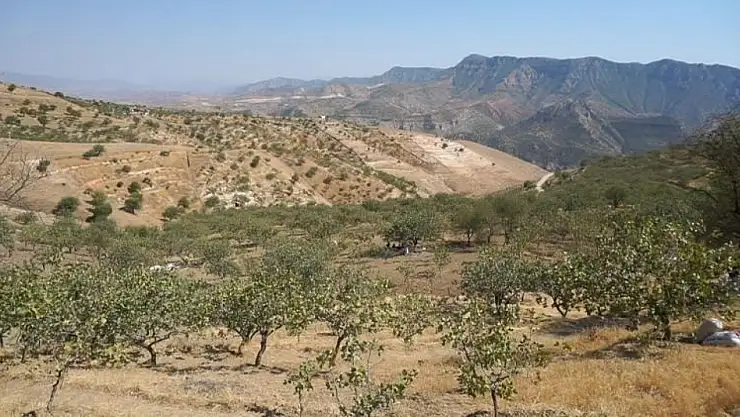 Siirt Tarım ve Orman İl Müdürlüğü'nden Fıstık Üreticilerine Önemli Uyarı