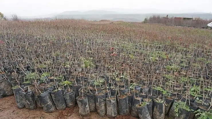 Siirt'te 2025 Yılı Bıttım Fidanı Dağıtım Projesi Başvuruları Başladı