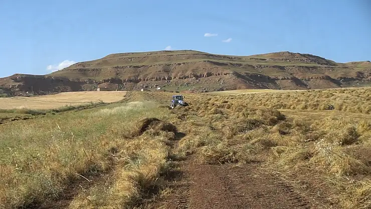 Siirt'te 2025 Yılı Kırmızı Mercimek Geliştirme Projesi İçin Başvurular Başladı