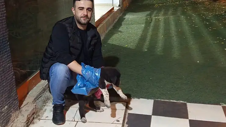 Siirt'te Aracın Çarptığı Yavru Köpeğe Duyarlı Vatandaşlar Koştu! Veteriner Ekiplerine Teslim Edildi