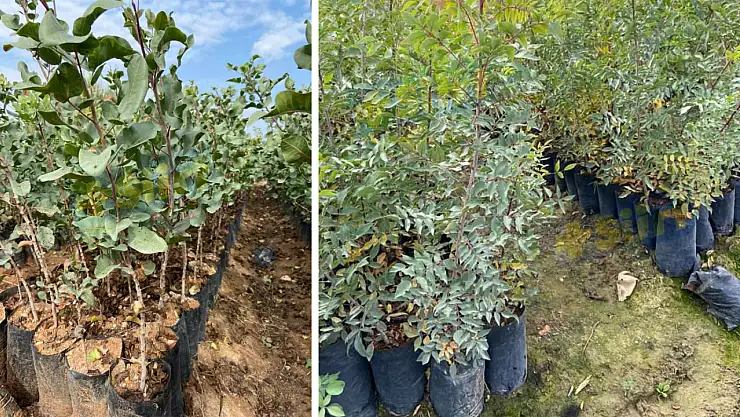 Siirt'te Buttum Fidanı Dağıtım Projesi Başladı: Başvurular 10 Ekim'e Kadar Sürecek