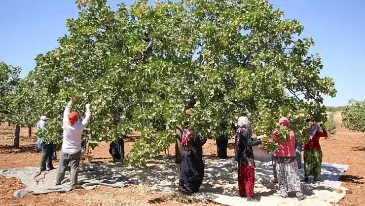 Siirt'te Fıstık Hasadında Sona Gelindi