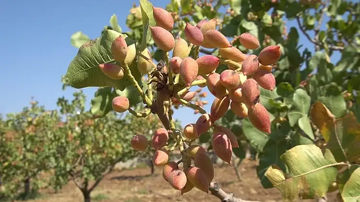 Siirt'te Fıstık Üreticilerine Hastalık Uyarısı