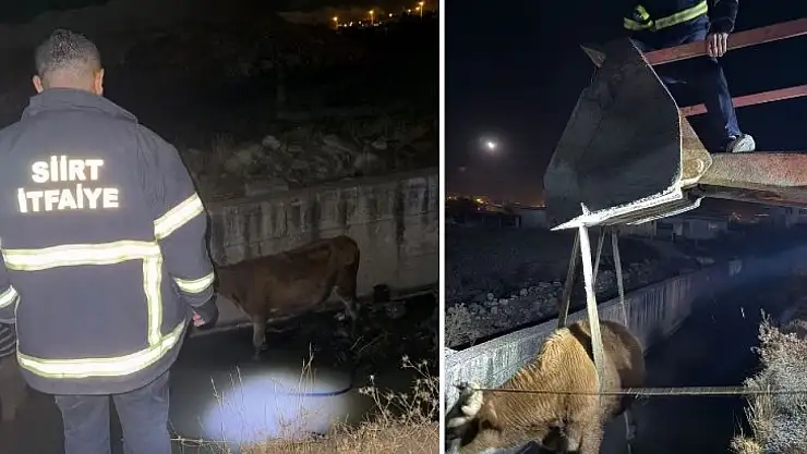 Siirt'te 2 Metrelik Kanala Düşen  İneği Kepçe ve Halatla Kurtardılar