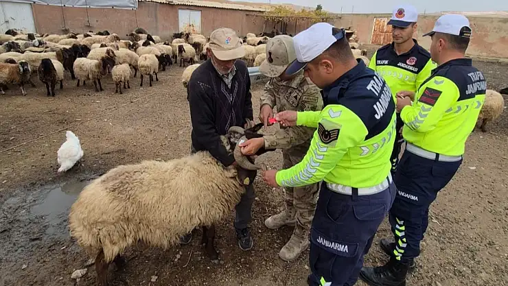Siirt'te Jandarmadan Hayvan Çarpmalarına Önlem: Siirt'te Reflektif Bant Çalışması Başladı