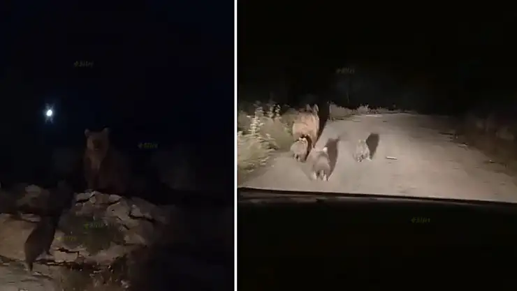 Siirt'te Kış Uykusuna Hazırlanan Ayı ve Yavruları Köy Yolunda Görüntülendi