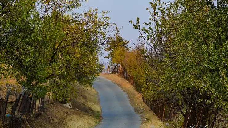 Siirt'te Sonbaharın Büyüsü: Fıstık Bahçeleri ve Doğanın Renkleri Objektiflere Yansıdı