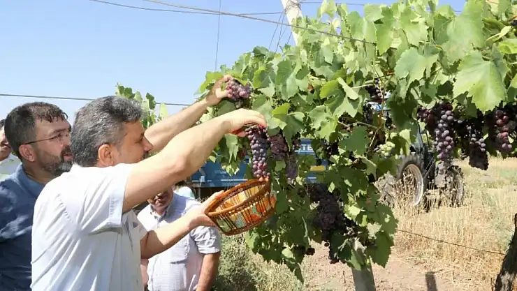 Siirt Üniversitesi'nin Bağbozumu Etkinliği!