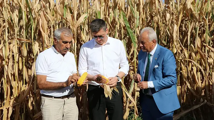 Siirt'in Kurtalan İlçesinde Mısır Hasadı Başladı