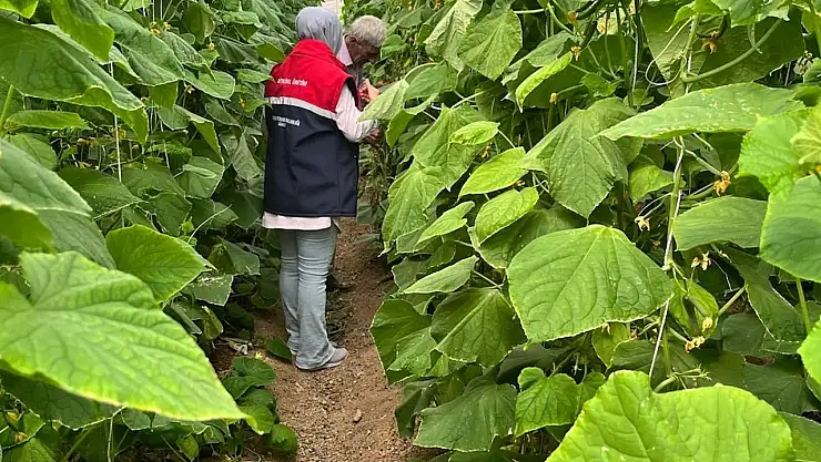 Siirtli Çiftçilere Sebze Hastalıkları ve Zararlılarıyla Mücadele Eğitimi