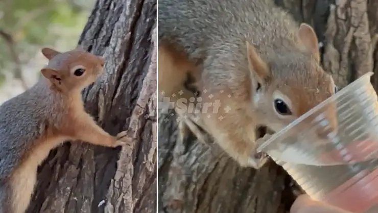 Siirtli Vatandaş Susayan Sincaba Su İçirdi