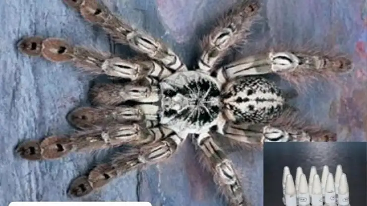Siirtlilerin Yoğun Yaşadığı Marmaris'e Posta İle Gönderilen Kargo Paketinden 76 Yavru Tarantula Çıktı