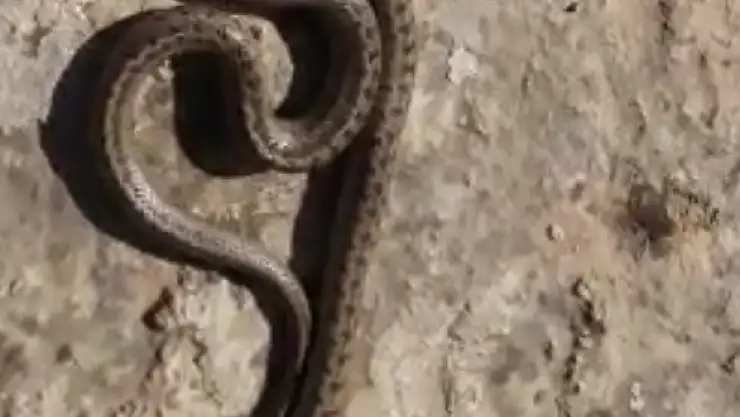 Siirt'te 1 Metre Uzunluğunda Yılan Görüldü