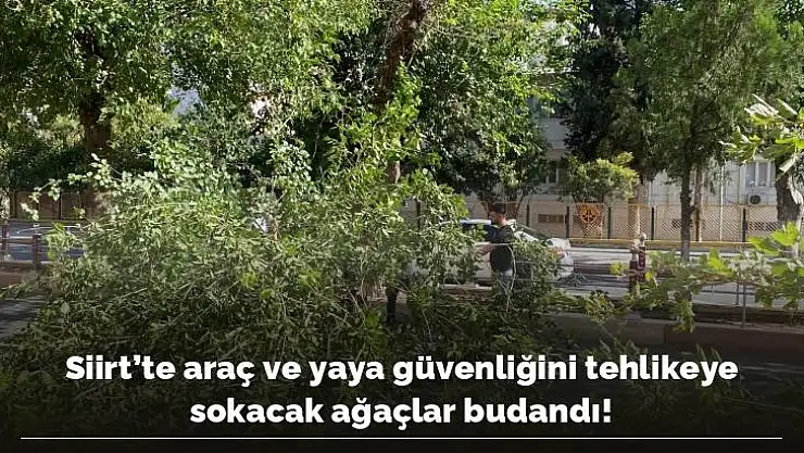 Siirt'te Araç ve Yaya Güvenliğini Tehlikeye Sokabilecek Ağaçlar Budandı!