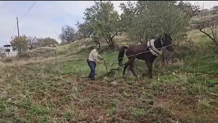 Siirt'te Atlı Çapa Geleneği Tarlalara Hükmediyor