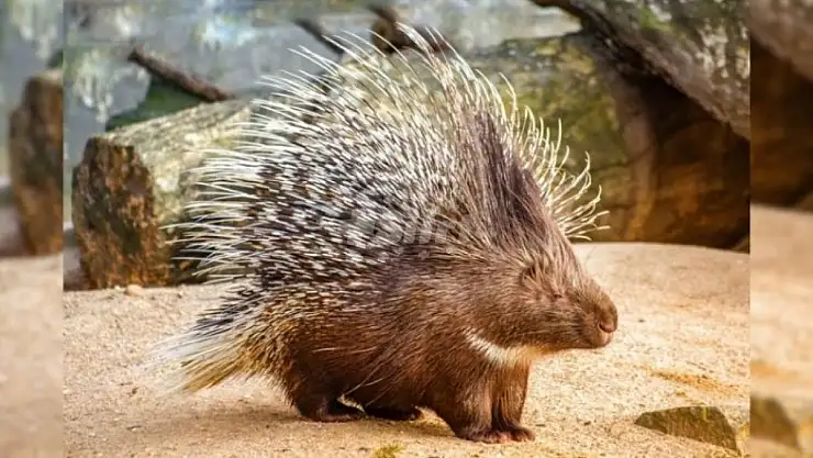 Siirt'te Avlanması Yasak Olan Hayvanlara Zarar Verenlere Uygulanacak Ceza Belli Oldu
