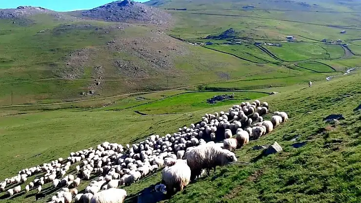 Siirt'te Çobanlar Uyuyunca, Koyunlar Çalındı!
