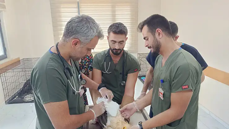 Siirt'te Doğada Yaralanan Yabani Kanatlı Hayvanlara Ev Sahipliği Yapılıyor!