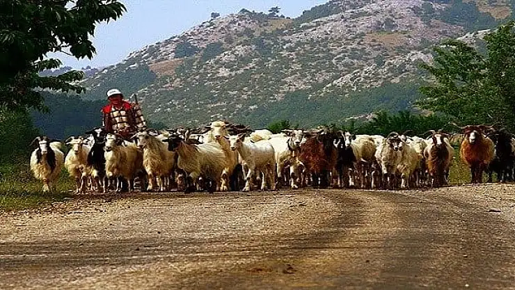 Siirt'te Kazara Kendini Vuran Çoban Hayatını Kaybetti